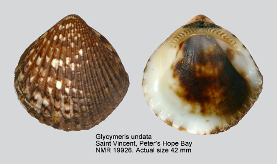 Glycymeris undata.jpg - Glycymeris undata(Linnaeus,1758)